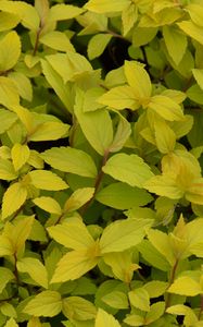 Preview wallpaper bush, plant, leaves, branches, macro, green