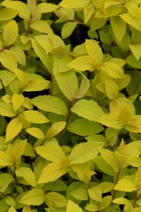 Preview wallpaper bush, plant, leaves, branches, macro, green