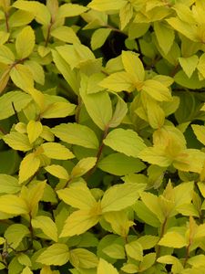 Preview wallpaper bush, plant, leaves, branches, macro, green