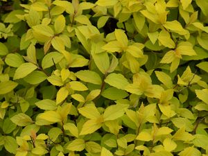 Preview wallpaper bush, plant, leaves, branches, macro, green