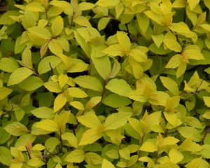 Preview wallpaper bush, plant, leaves, branches, macro, green