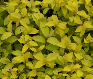 Preview wallpaper bush, plant, leaves, branches, macro, green