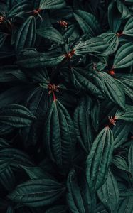 Preview wallpaper bush, plant, leaves, macro, green