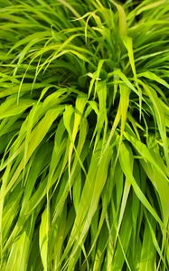 Preview wallpaper bush, plant, leaves, green, macro