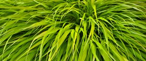 Preview wallpaper bush, plant, leaves, green, macro