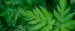 Preview wallpaper bush, plant, leaves, drops, macro, green