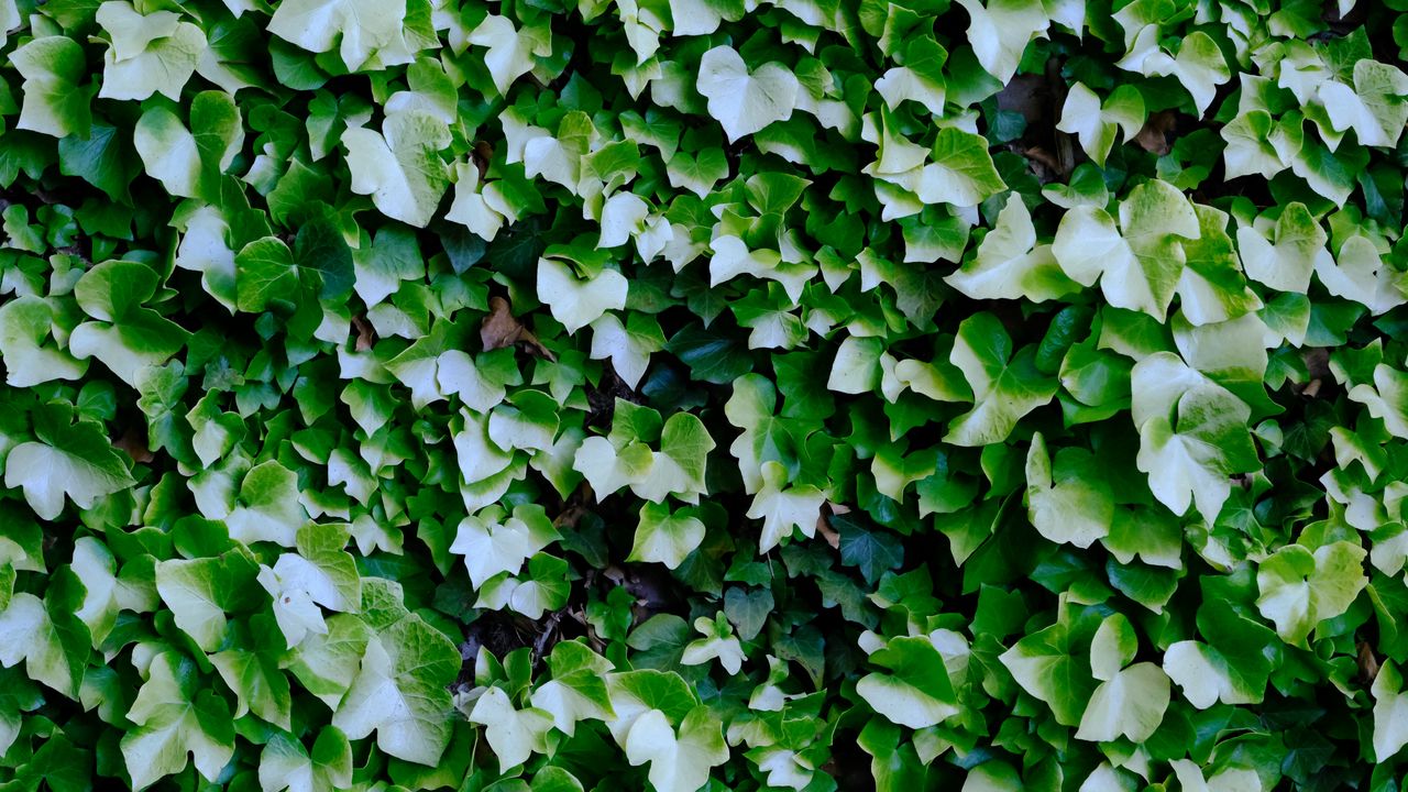 Wallpaper bush, plant, leaves, macro