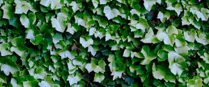 Preview wallpaper bush, plant, leaves, macro
