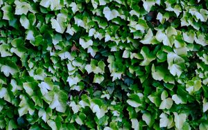 Preview wallpaper bush, plant, leaves, macro