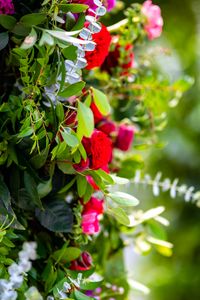 Preview wallpaper bush, roses, flowers, leaves, macro