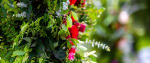Preview wallpaper bush, roses, flowers, leaves, macro