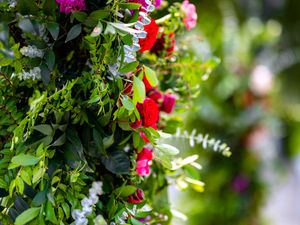 Preview wallpaper bush, roses, flowers, leaves, macro