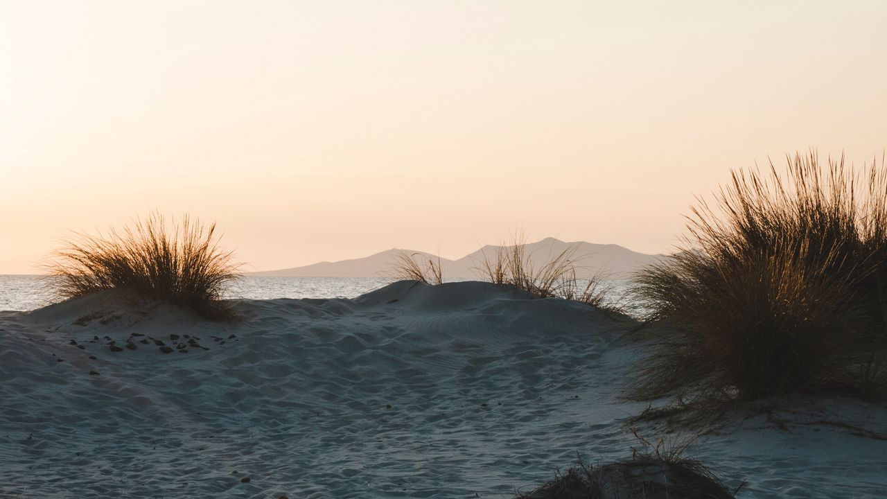 Wallpaper bush, sand, horizon, sunset