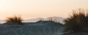 Preview wallpaper bush, sand, horizon, sunset
