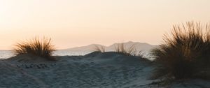 Preview wallpaper bush, sand, horizon, sunset