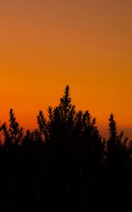 Preview wallpaper bush, silhouette, dark, dusk, nature