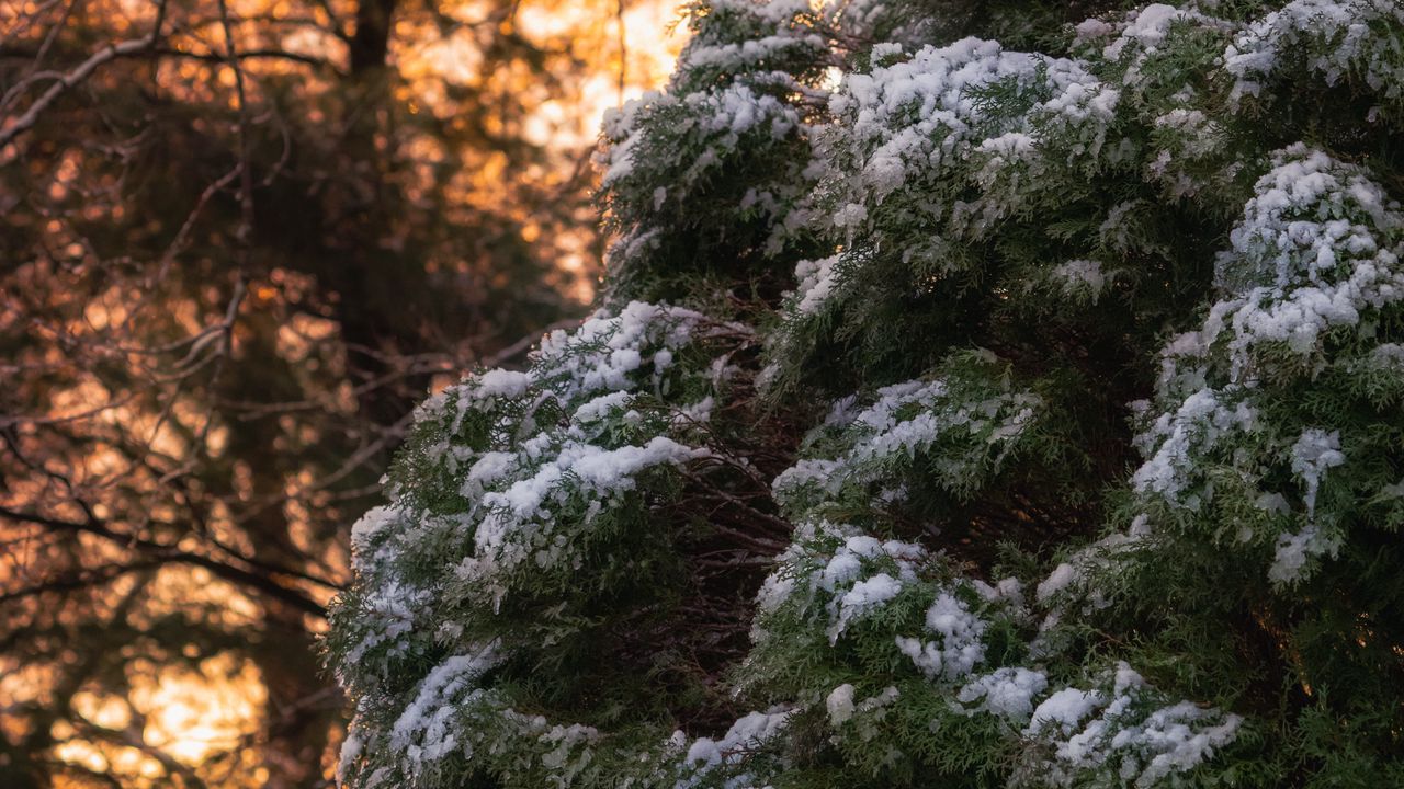 Wallpaper bush, snow, winter, nature