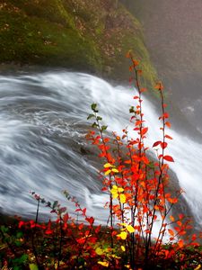 Preview wallpaper bushes, autumn, water, stream, river, leaves, yellow, orange, rods