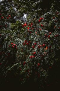 Preview wallpaper bushes, berries, branches