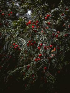 Preview wallpaper bushes, berries, branches