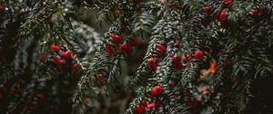 Preview wallpaper bushes, berries, branches