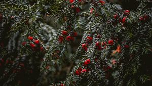 Preview wallpaper bushes, berries, branches