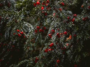 Preview wallpaper bushes, berries, branches