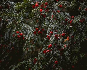 Preview wallpaper bushes, berries, branches