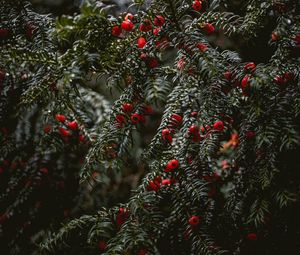 Preview wallpaper bushes, berries, branches