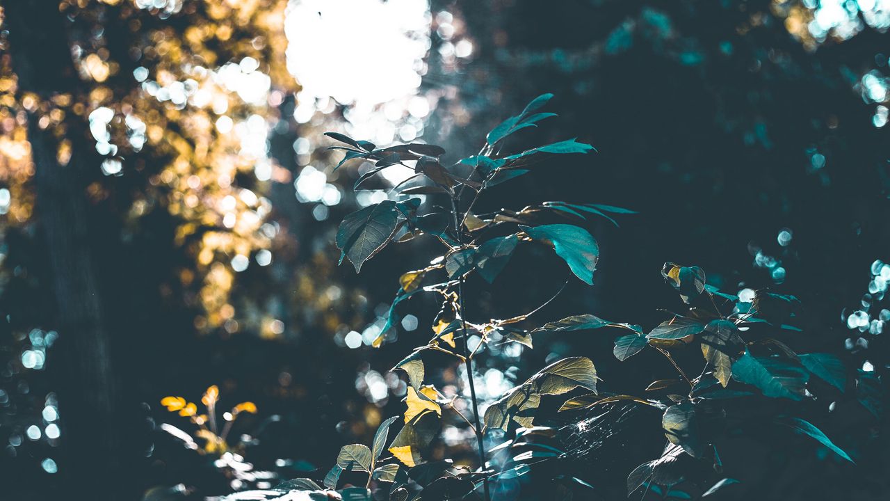 Wallpaper bushes, branches, forest, sunlight, blur