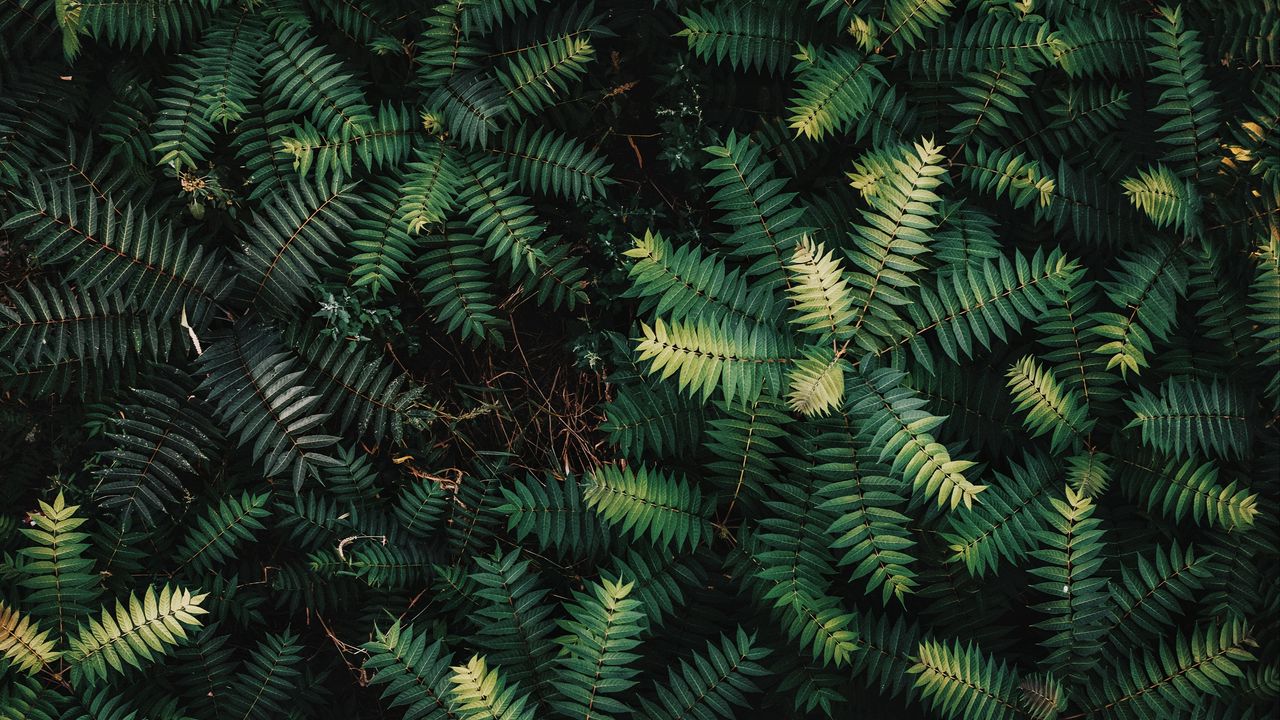 Wallpaper bushes, branches, leaves, green