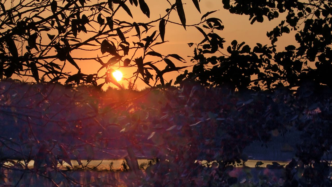 Wallpaper bushes, branches, sunset, dark, reflection