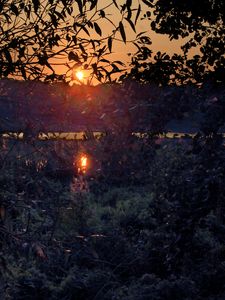 Preview wallpaper bushes, branches, sunset, dark, reflection