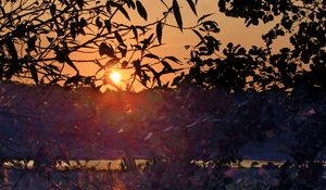 Preview wallpaper bushes, branches, sunset, dark, reflection