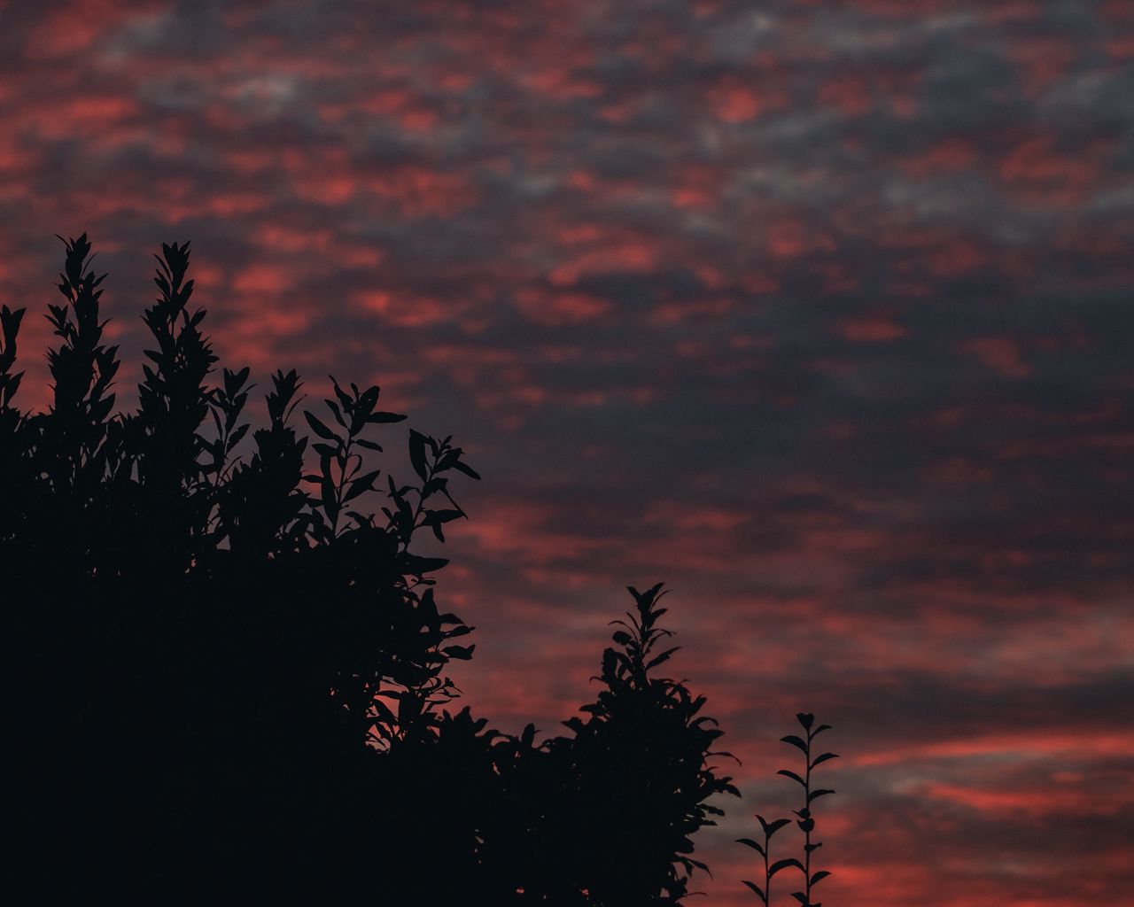 1280x1024 Wallpaper bushes, branches, sunset, sky