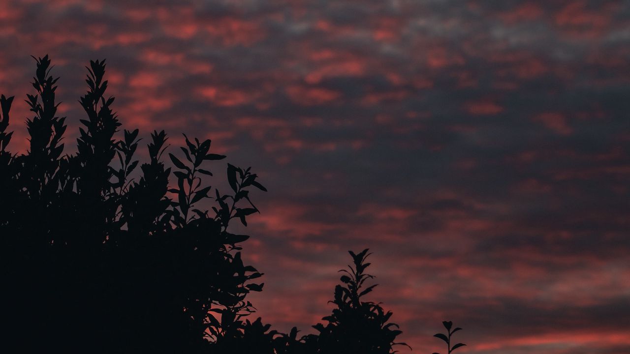 Wallpaper bushes, branches, sunset, sky