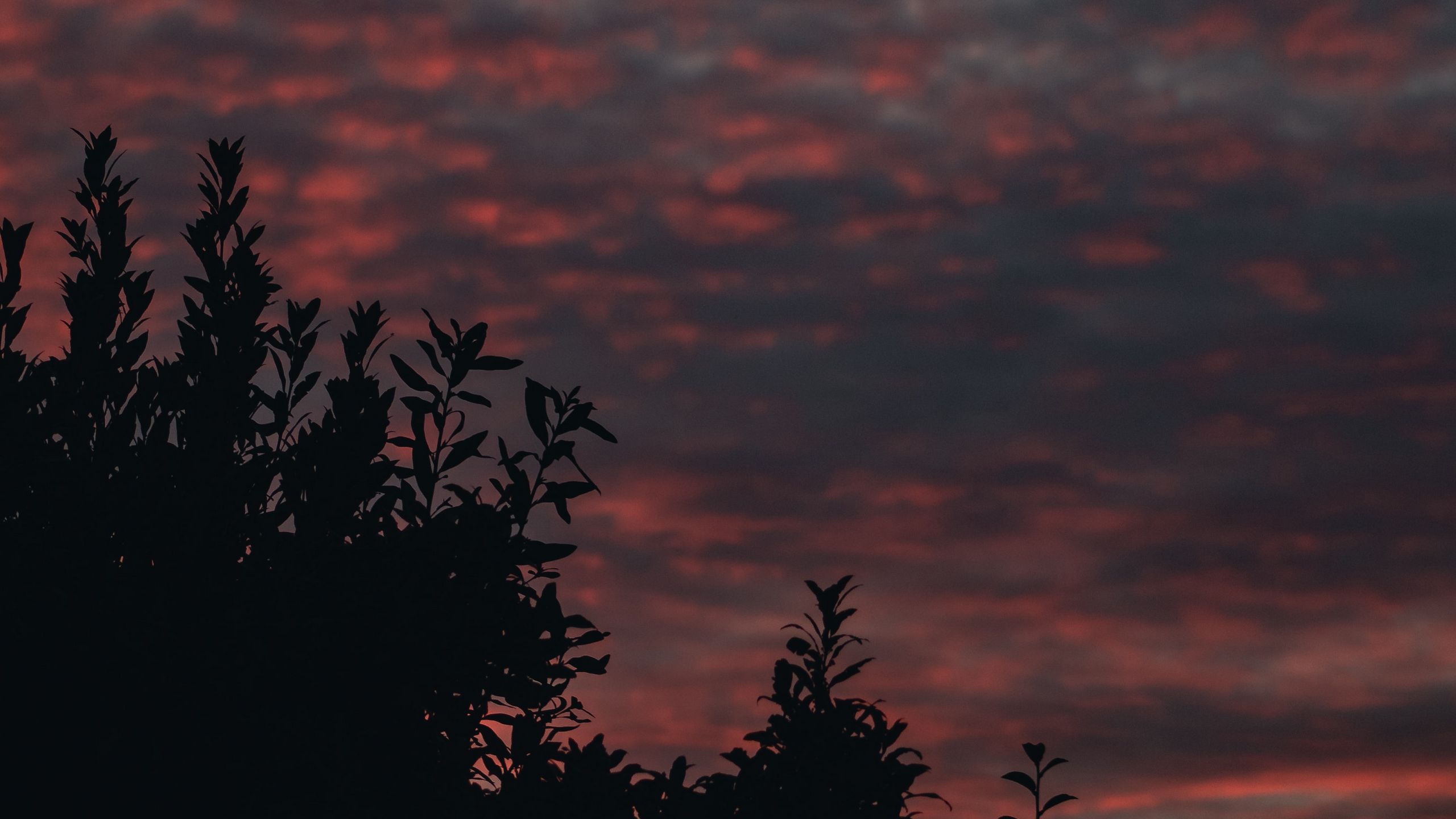 2560x1440 Wallpaper bushes, branches, sunset, sky