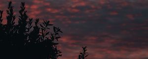 Preview wallpaper bushes, branches, sunset, sky