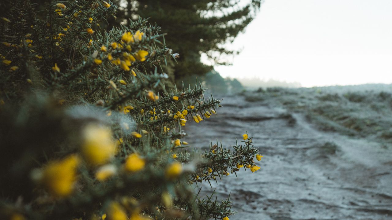 Wallpaper bushes, flowers, yellow, plants, nature