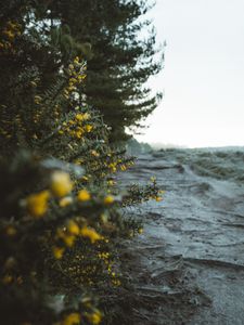 Preview wallpaper bushes, flowers, yellow, plants, nature