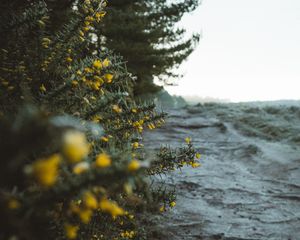 Preview wallpaper bushes, flowers, yellow, plants, nature