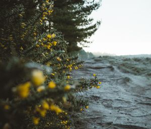 Preview wallpaper bushes, flowers, yellow, plants, nature