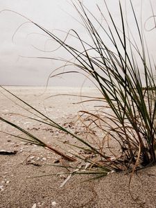 Preview wallpaper bushes, grass, sand, cockleshell, beach, cloudy, emptiness