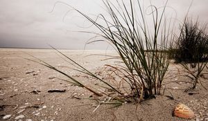 Preview wallpaper bushes, grass, sand, cockleshell, beach, cloudy, emptiness