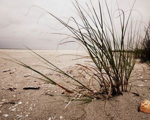 Preview wallpaper bushes, grass, sand, cockleshell, beach, cloudy, emptiness