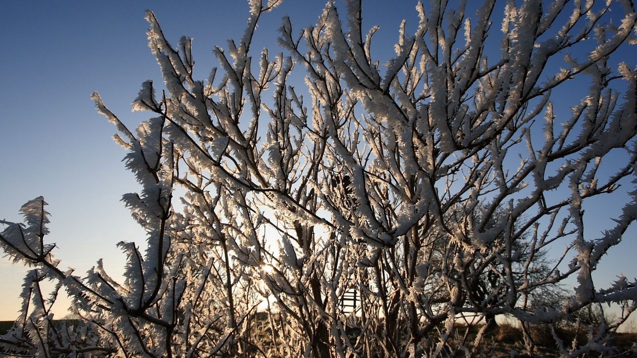 Wallpaper bushes, hoarfrost, branches, frost