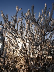 Preview wallpaper bushes, hoarfrost, branches, frost