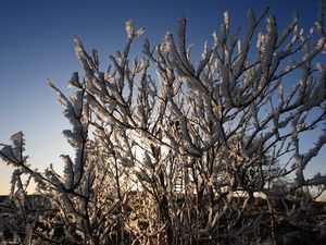 Preview wallpaper bushes, hoarfrost, branches, frost