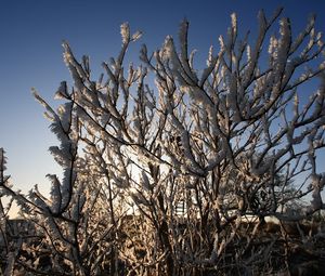 Preview wallpaper bushes, hoarfrost, branches, frost