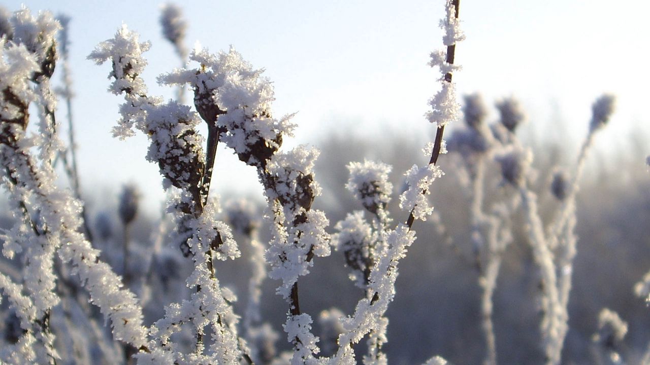 Wallpaper bushes, hoarfrost, snow, winter, ice, cold